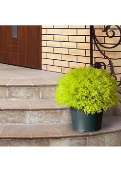 Discount 🛒 National Tree 15" Golden Yellow and Black Potted Artificial Juniper Bush ⭐ -Cheap Waverly® Store Belk 2522