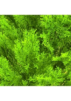 Discount 🛒 National Tree 15" Golden Yellow and Black Potted Artificial Juniper Bush ⭐ -Cheap Waverly® Store Belk 2523