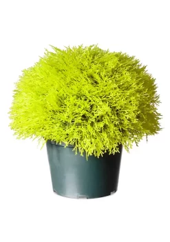 Discount 🛒 National Tree 15" Golden Yellow and Black Potted Artificial Juniper Bush ⭐ -Cheap Waverly® Store Belk 2524